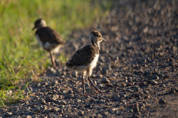 First walk Northern lapwing