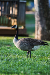 Birds in Knoxville Tennessee