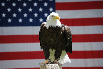 Bald Eagle with USA Flag
