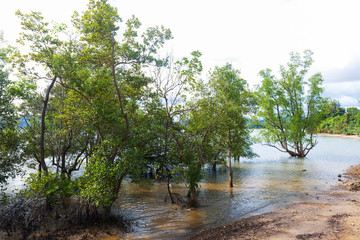 Fototapeta na wymiar Mangrove forest on Phuket island province of Thailand
