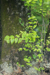 Scenics in Knoxville Tennessee