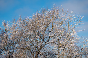 Obraz na płótnie Canvas Winter tree