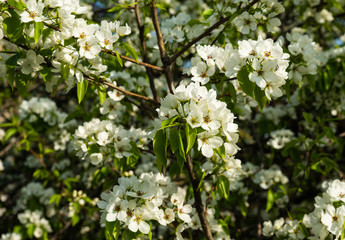 Crabapple tree in bloom