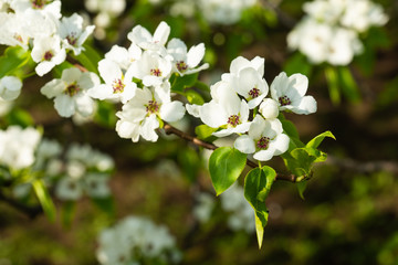 Crabapple tree in bloom