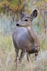 Wild Deer on the High Plains of Colorado. Mule deer doe in tall grass.