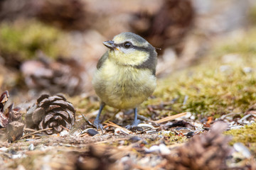 Bluetit