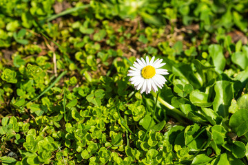Small daisy flower