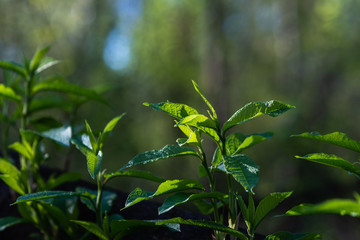 Play of sunlight on fresh green leaves