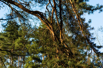 Boughs and branches of a pine tree
