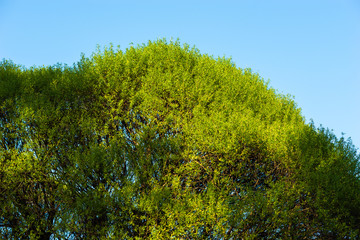 Fototapeta premium Crown of a willow tree