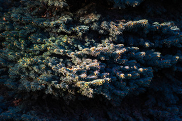 Spot of light on the branches of a blue Engelmann spruce
