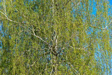 Birch tree in spring