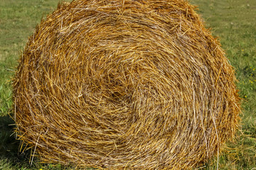 Hay round bale of dried cereal plants