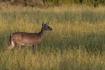 Naklejka na ściany i meble White-tailed deers in Great Smoky Mountains National Park