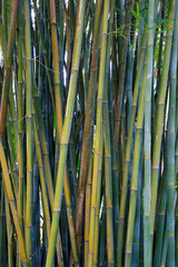 the many greens of bamboo