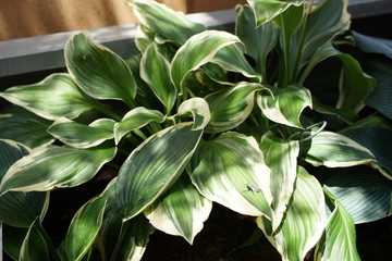 Obraz premium Plant in shady sun