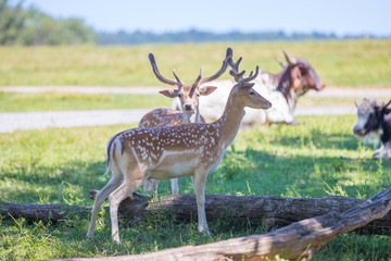 Beautiful deer in the summer