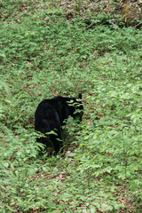 Fototapeta na wymiar A black bear resting in Great Smoky Mountains National Park