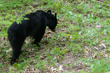 A black bear resting in Great Smoky Mountains National Park