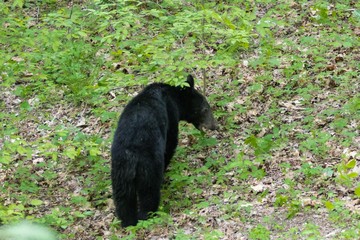 A black bear resting in Great Smoky Mountains National Park