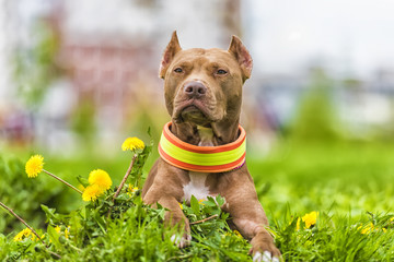 brown pit bull terrier with dandelions