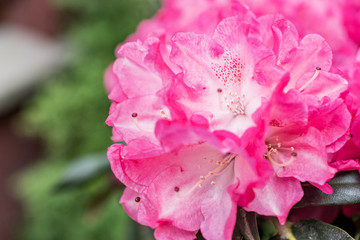 Close up on freshly blooming pink rhododendron flowers on a small bush