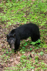 A black bear resting in Great Smoky Mountains National Park