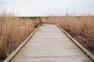 Marsh Boardwalk