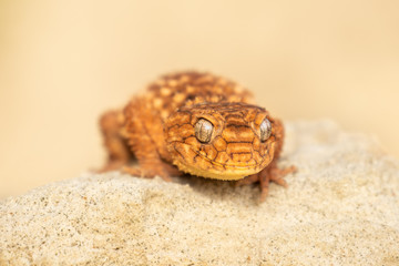 Beautiful gecko on sand and stone. Very cute animal. Isolated, hot day, sun, dry. Gorgeous eyes, very positive expression. Smiley face, nice colors, orange and brown. Amazing eyes, almost unreal.
