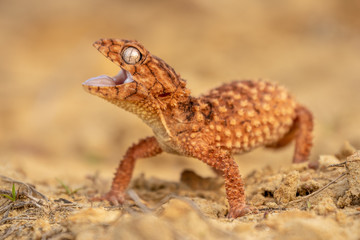 Beautiful gecko on sand and stone. Very cute animal. Isolated, hot day, sun, dry. Gorgeous eyes, very positive expression. Smiley face, nice colors, orange and brown. Amazing eyes, almost unreal.