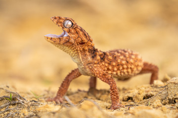 Beautiful gecko on sand and stone. Very cute animal. Isolated, hot day, sun, dry. Gorgeous eyes, very positive expression. Smiley face, nice colors, orange and brown. Amazing eyes, almost unreal.