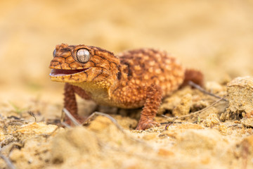 Beautiful gecko on sand and stone. Very cute animal. Isolated, hot day, sun, dry. Gorgeous eyes, very positive expression. Smiley face, nice colors, orange and brown. Amazing eyes, almost unreal.
