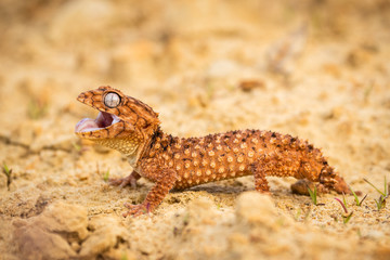 Beautiful gecko on sand and stone. Very cute animal. Isolated, hot day, sun, dry. Gorgeous eyes, very positive expression. Smiley face, nice colors, orange and brown. Amazing eyes, almost unreal.