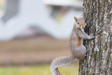 A squirrel climbing on a tree