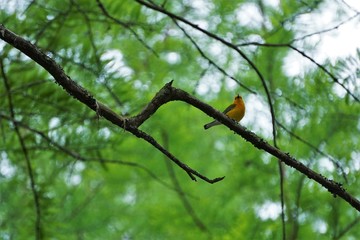 Prothonotary Warbler II