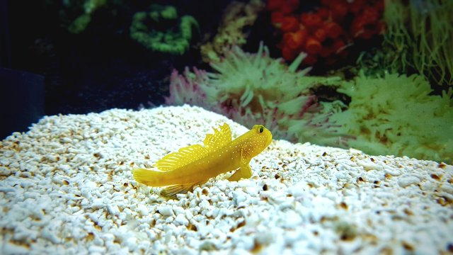 Yellow watchmen goby in coral reef aquarium