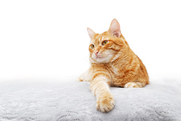 Fototapeta premium Closeup portrait of ginger cat lying on a bed and looking away against white background. Shallow focus. Copyspace.