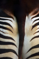 The okapi ( Okapia johnstoni), also known as the forest giraffe, congolese giraffe or zebra...