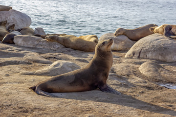 Seelions in San Diego