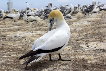 A colony of gannets, with their chicks. Watched in New Zealand