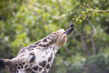 Giraffe Eating From Branch Close Up © Alyssa