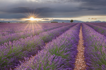 Romantic sunset in France. Provence and its typical lavender. Sun setting on horizon, rays peaking through the clouds. Amazing violet color, beautiful scent.