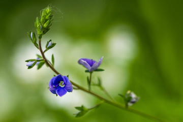 Romantic flower shot. Fresh green color. Macro floral photograph, violet blossom. Spring with its typical green color.