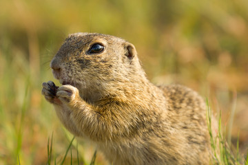 Naklejka na ściany i meble Ground squirrel. Very cute animal. Endangered species. Fast and curious. Very funny.