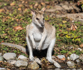 Flinkwallaby - Macropus agilis