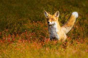 Curious young fox in a forest. Amazing autumn shot. Beautiful mammal hunting.