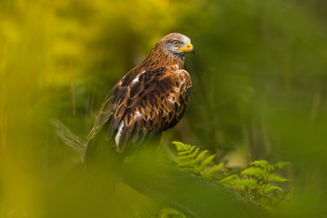 Rare sight of beautiful hawk sitting in forest. Dangerous and endangered animal. Bird, wildlife shot. Nature at its best. Amazing.