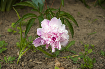 blooming flowers blossomed very beautifully