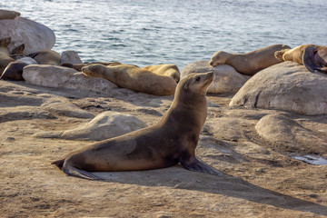 Fototapeta premium Seelions in San Diego