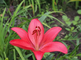 Lily Bud. The opened petals of the flower are red.